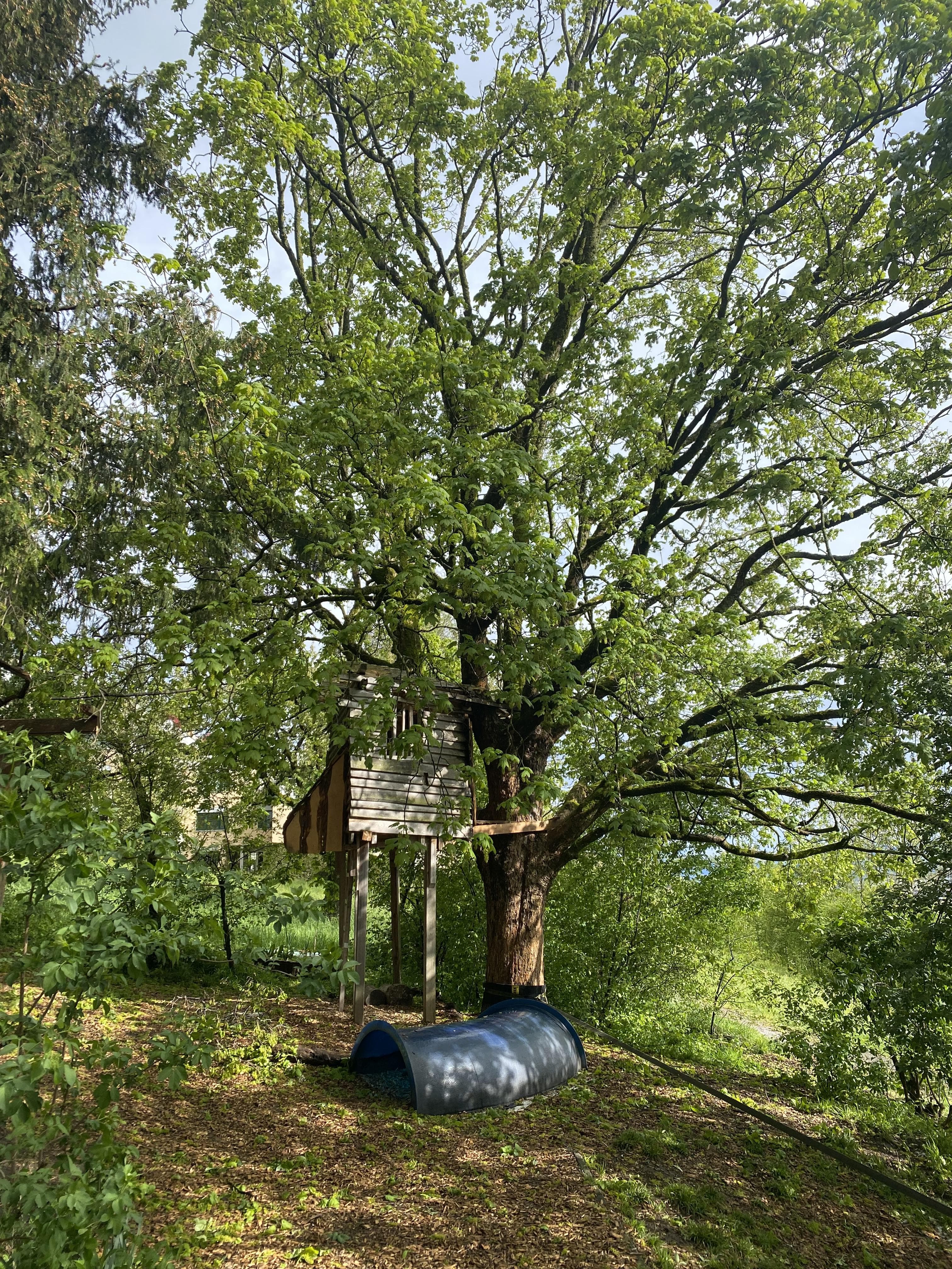 Chindsgi Hönggerberg