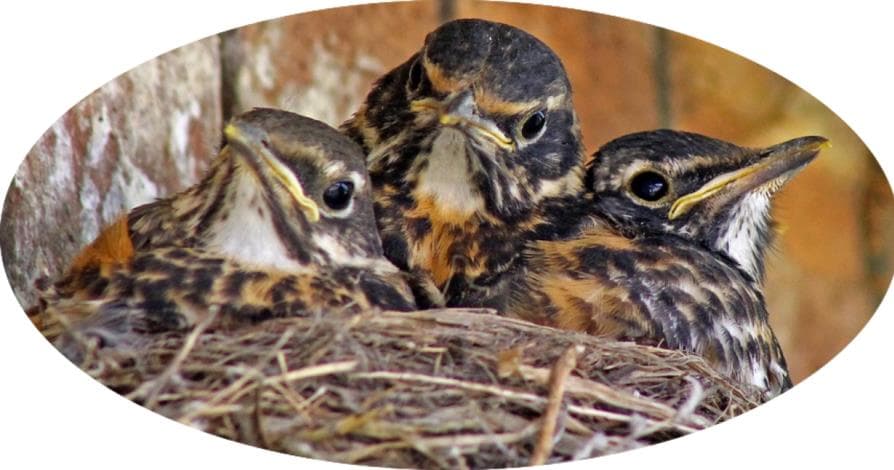 Kinderkrippe Vogelnäschtli