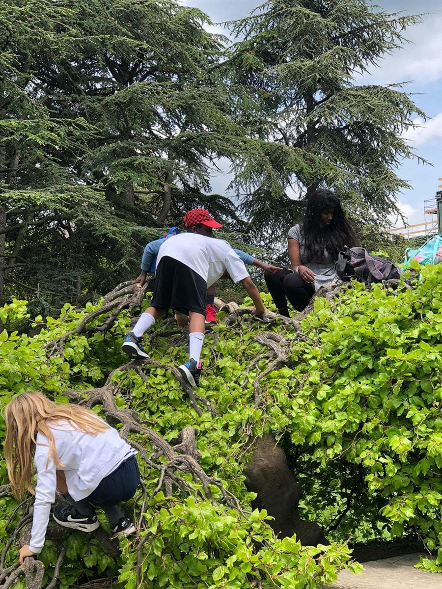 Mindful Tree Education