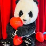Kita Panda Kids Uetikon am See